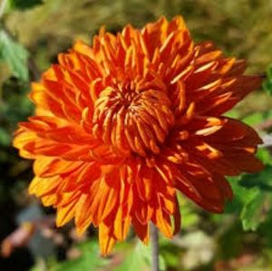 Meet your Posher, Markeysha